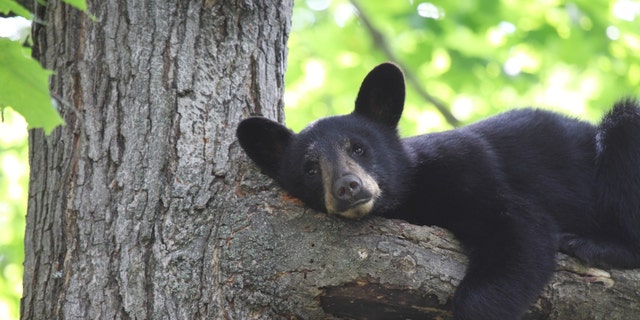 Stock image of a wild black bear cub relaxing in a tree in Ontario, Canada.