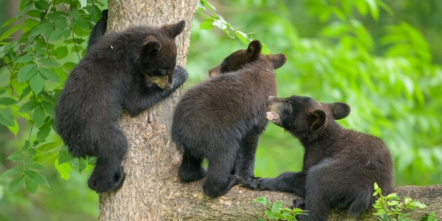 Three young black bear cubs of the year play in the canopy of the forest.