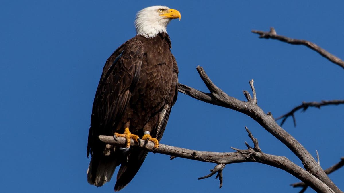 A bald eagle perched on a tree