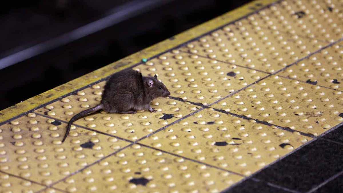 Rat on subway platform