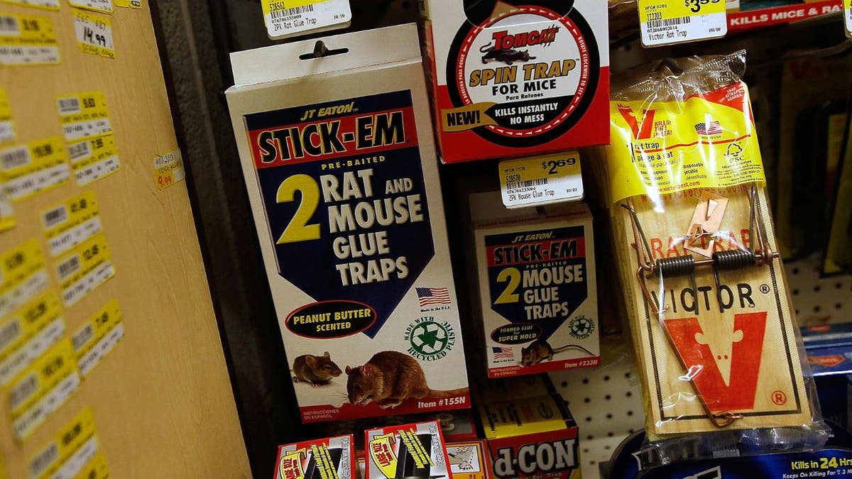 Non-toxic rodent glue traps and mechanical traps are displayed alongside chemical rodent-killing agents on the shelf of a hardware store in New York City.