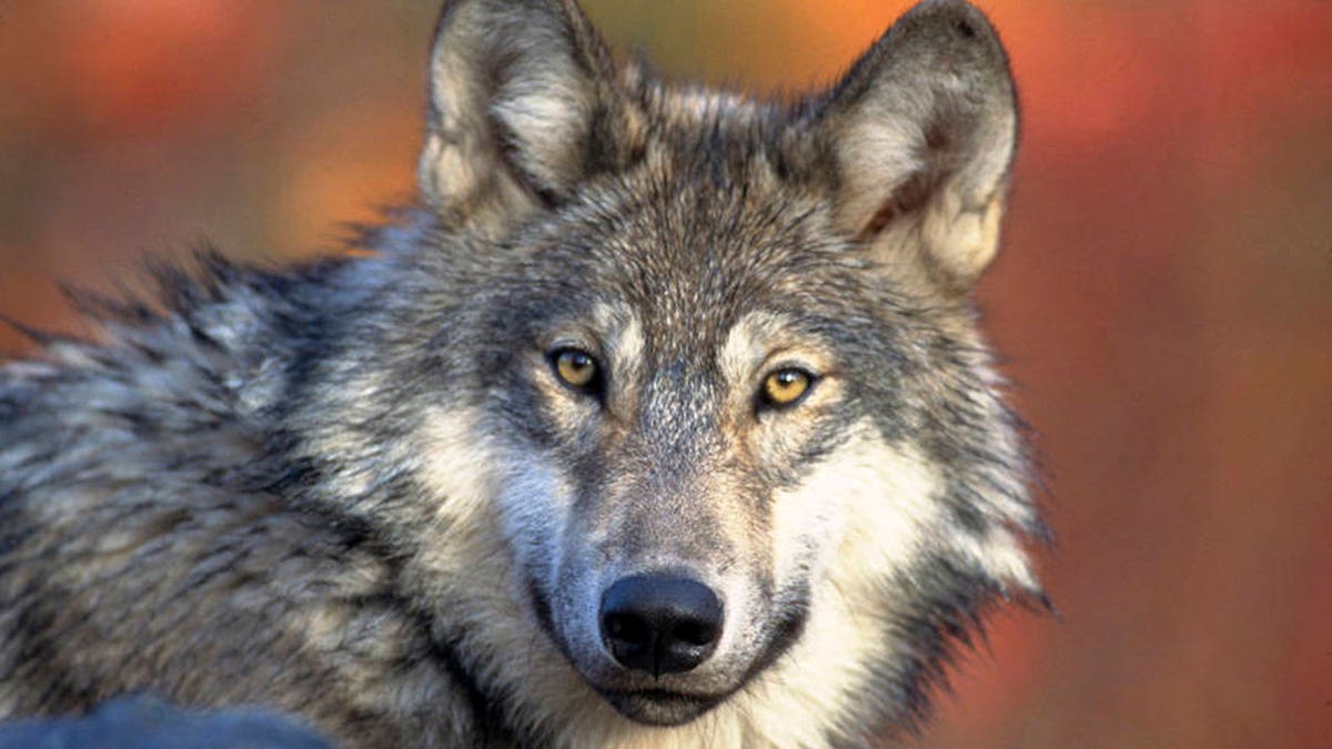 A gray wolf
