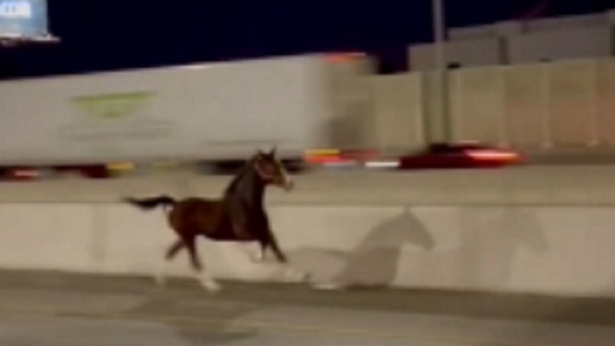 Horse runs along I-95
