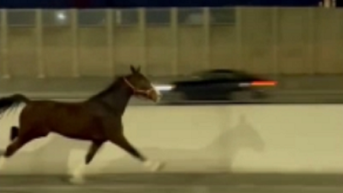 Horse sprints along I-95 in Philadelphia