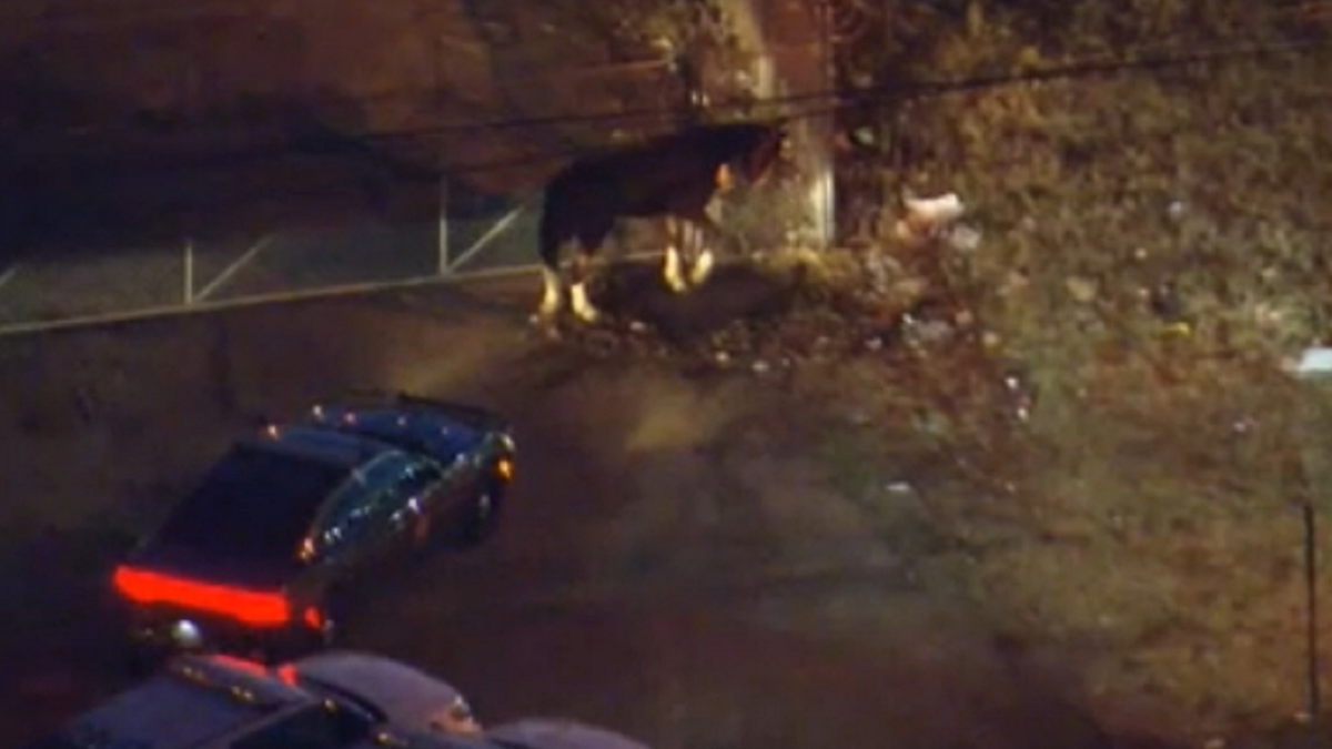 Horse captured in Philadelphia after running along I-95