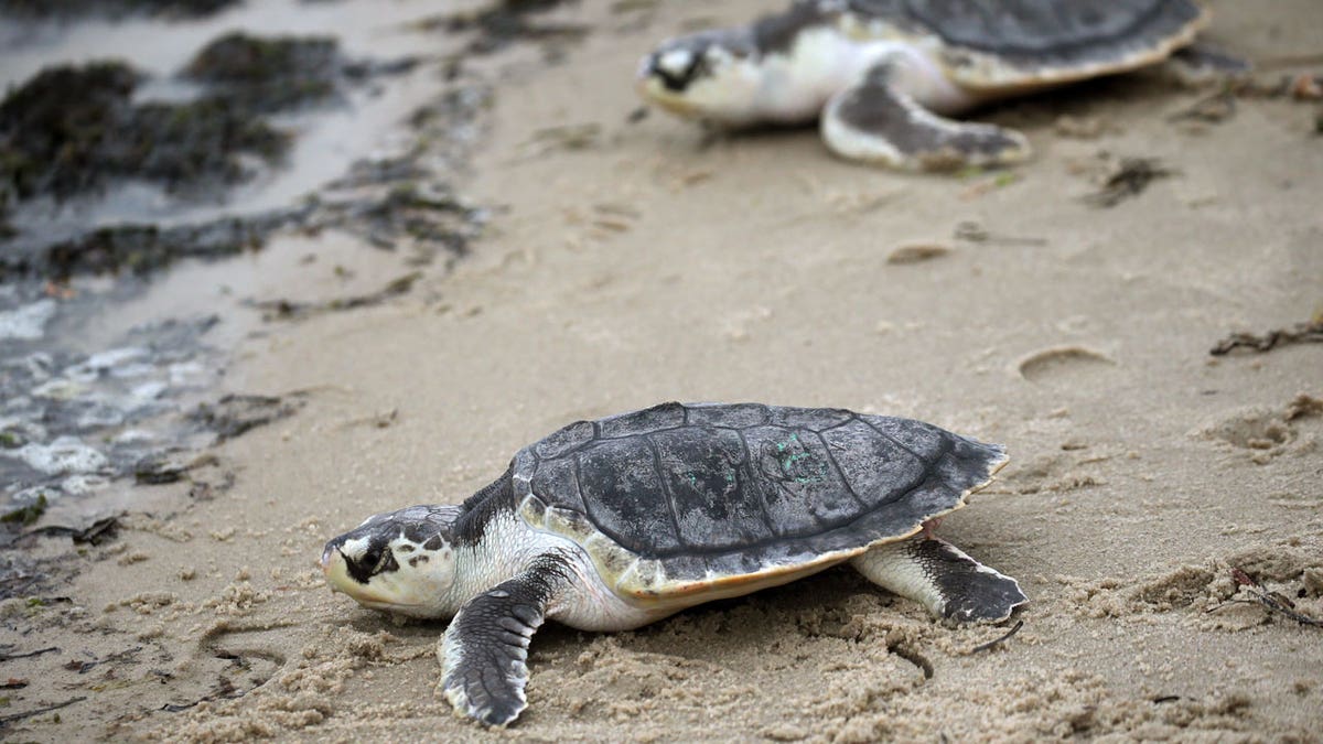 Kemp's ridley sea turtles are released back into the ocean