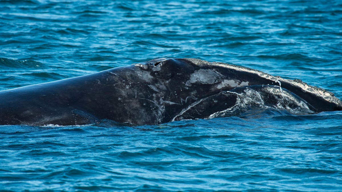 A scarred North Atlantic Right Whale
