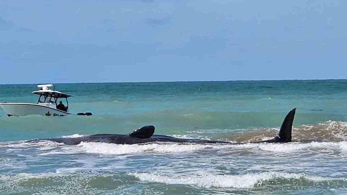 whale stranded