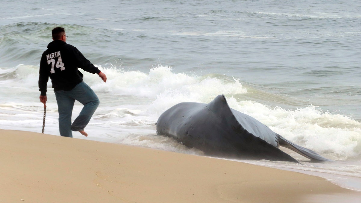Beached whale on Long Beach Island, New Jersey